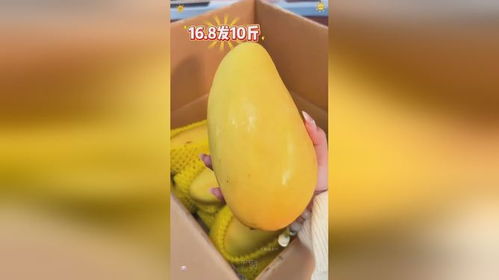 海南金煌芒 優(yōu)質(zhì)農(nóng)產(chǎn)品的鮮美代表